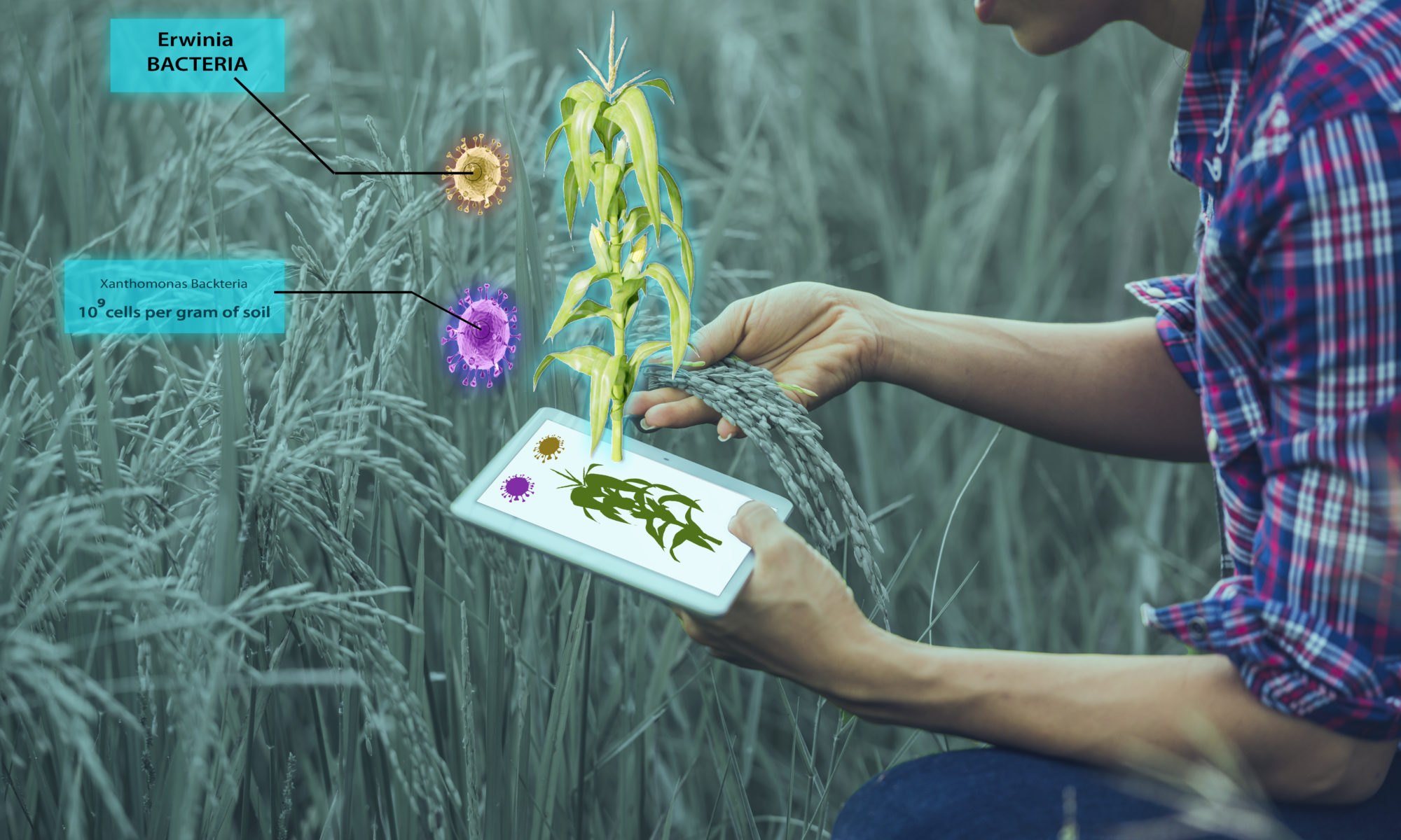 Augmented Reality in Agriculture AR for Smart Farming 4.0